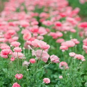 Arreglo Floral 1
