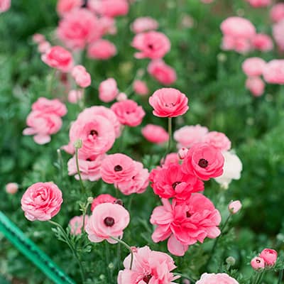 Flower Shop 56b